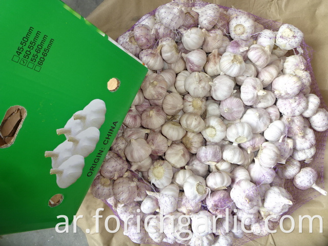 Crop 2019 Normal Garlic